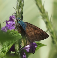 Telegonus alardus latia