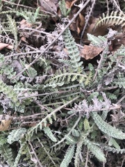 Achillea filipendulina