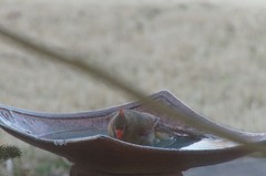 Cardinalis cardinalis