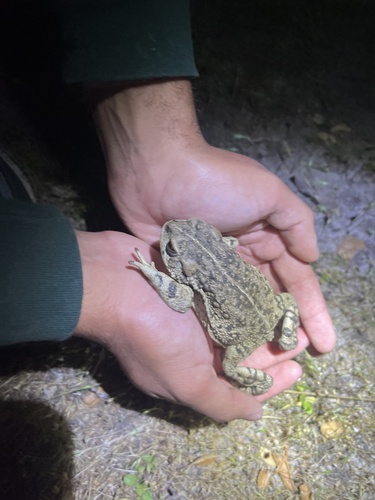 iNaturalist observation photo of Western Toad