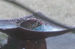 Cardinalis cardinalis