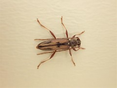 Eburida sublineata