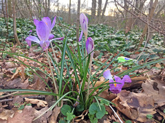 Crocus