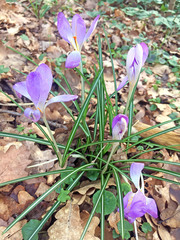 Crocus