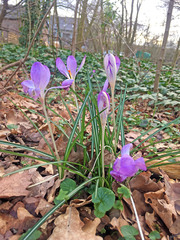 Crocus