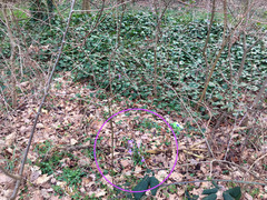 Crocus