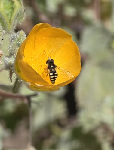 Unknown species found near F74R+P3, Mission Canyon, CA 93105, USA