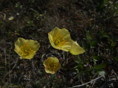 Papaver variegatum