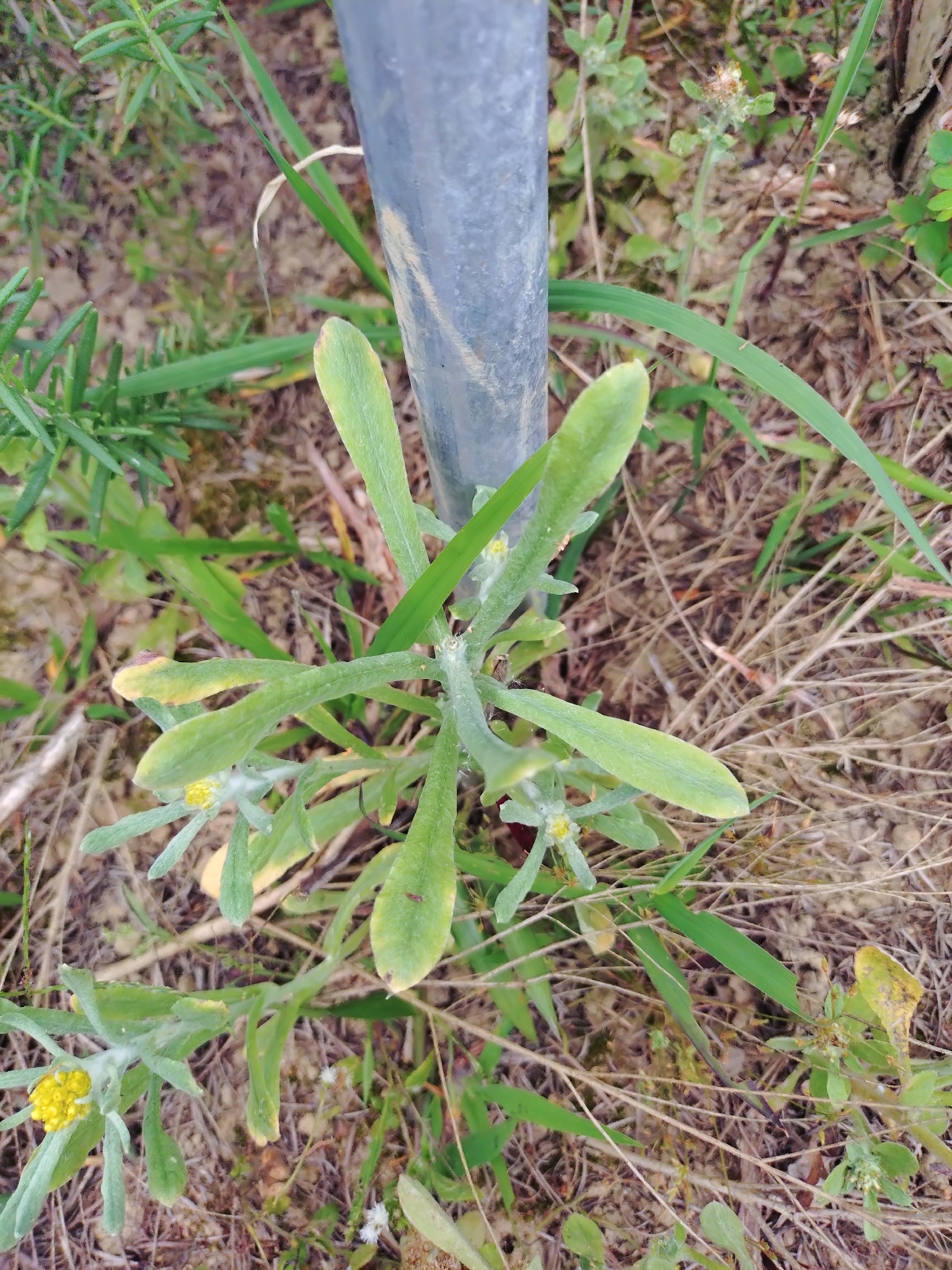 Cotton Weed (Pseudognaphalium affine)