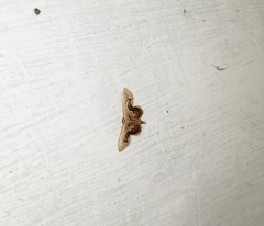 Idaea gemmaria