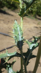 Argemone subfusiformis