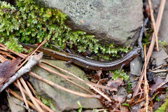 Eurycea multiplicata