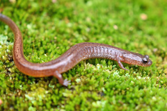 Eurycea multiplicata