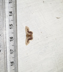 Idaea gemmaria