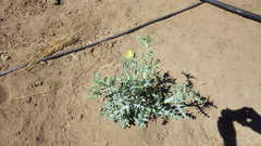 Argemone subfusiformis