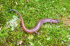 Eurycea multiplicata