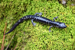 Plethodon sequoyah
