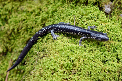 Plethodon sequoyah