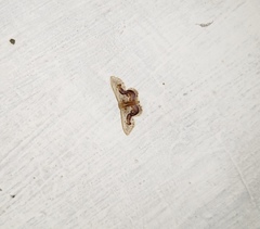 Idaea gemmaria