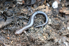 Plethodon serratus