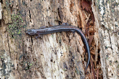 Plethodon serratus