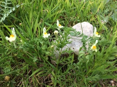 Linaria reflexa