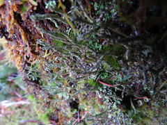 Tremella cladoniae