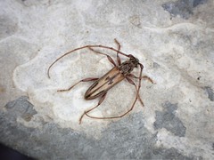 Eburida sublineata