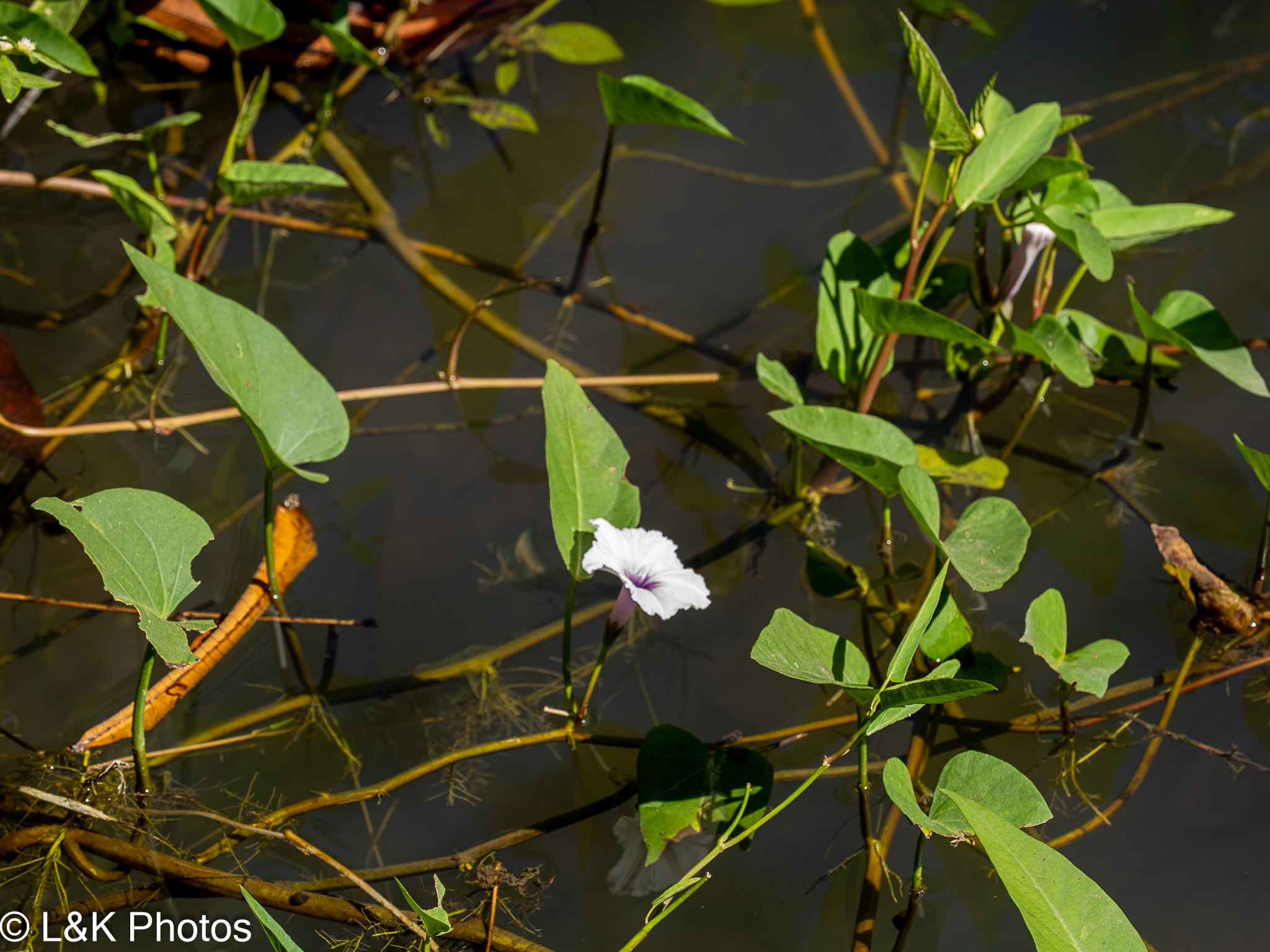 Water Morning Glory (Ipomoea aquatica)