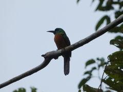 Jacamerops aureus