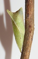 Graphium angolanus angolanus