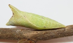 Graphium angolanus angolanus