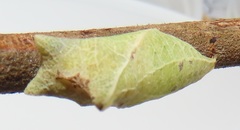 Graphium angolanus angolanus