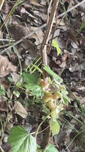 Unknown species found near Sugar Land, TX, USA