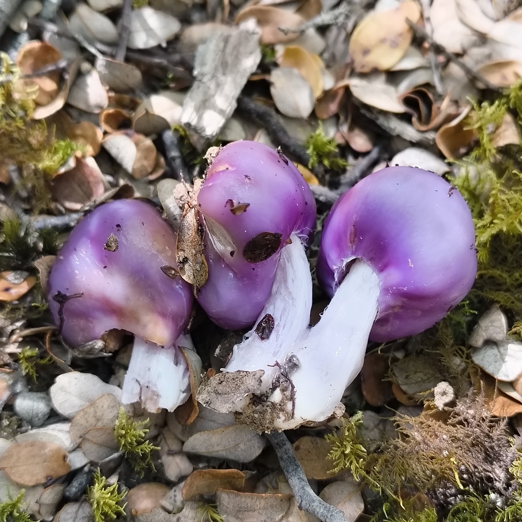 Cortinarius purpureocapitatus · March 2026 · photo: © zedt (iNaturalist, cc-by)
