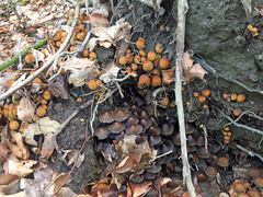 Coprinellus micaceus