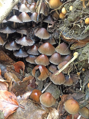 Coprinellus micaceus