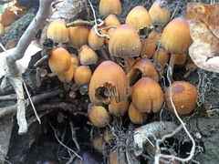 Coprinellus micaceus