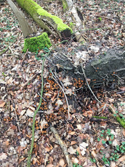 Coprinellus micaceus