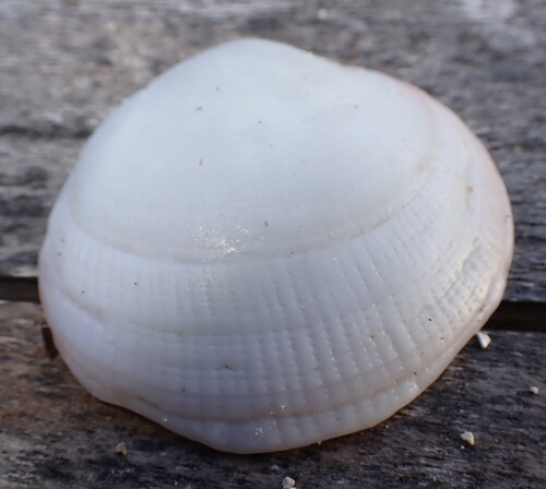 Codakia orbicularis