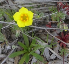 Leptosiphon chrysanthus