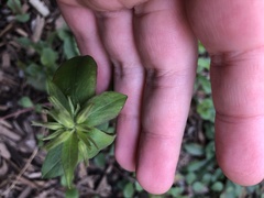Phlox stolonifera
