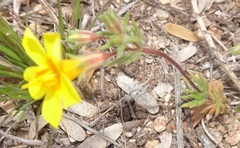 Leptosiphon chrysanthus