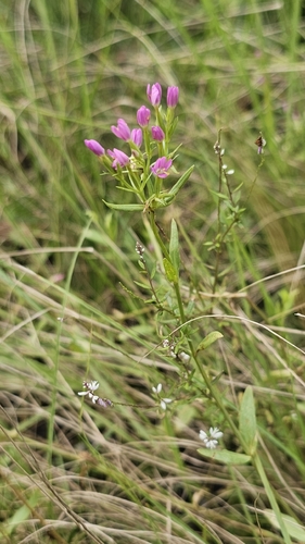Centaurium erythraea observed 2026-03-24