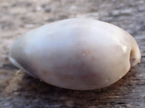 Bulla occidentalis