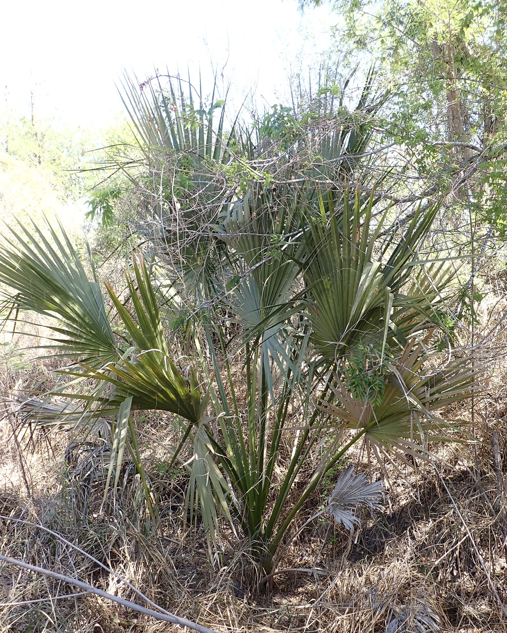 Mexican Palmetto (Sabal mexicana)