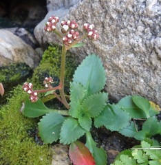 Micranthes eriophora
