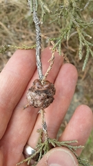 Gymnosporangium juniperi-virginianae