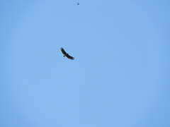 Spilornis rufipectus