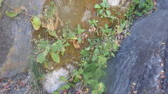 Calceolaria petioalaris
